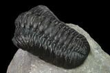 Austerops Trilobite - Nice Eye Facets #137540-3